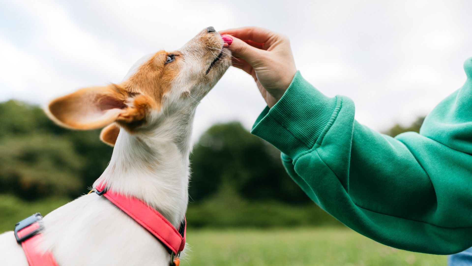 Understanding Positive Reinforcement Training
