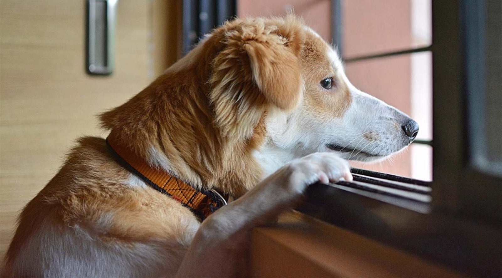 Episode 2: Separation Anxiety - Helping Your Dog Feel Safe Alone